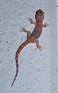 Turkish Gecko - Hemidactylus turcicus © John Muddeman